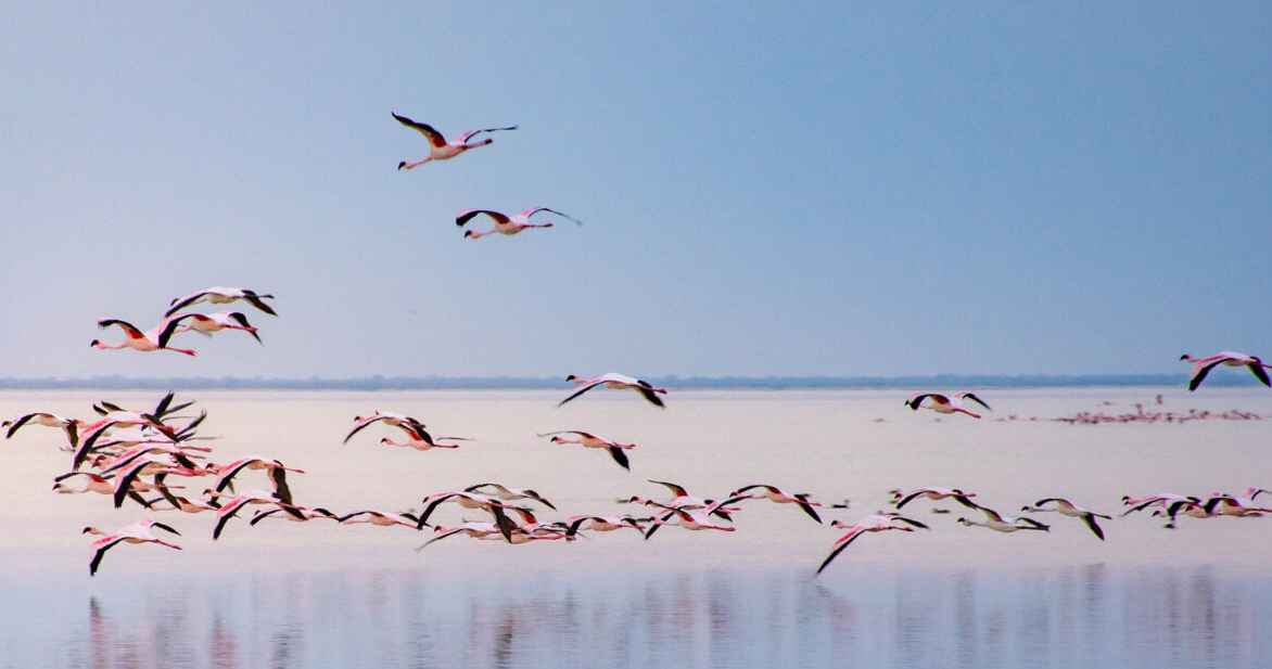 Nata Bird Sanctuary, Near Nata, Central Region, Botswana